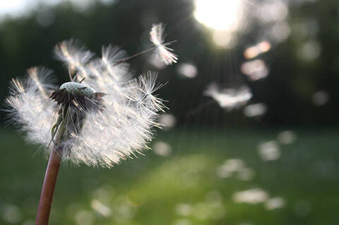 Top 10 allergens… And tips to avoid them
