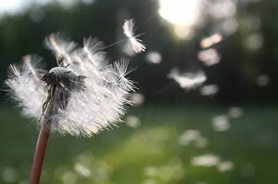 LES 10 PRINCIPAUX ALLERGENES... ET DES CONSEILS POUR LES EVITER