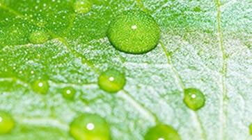 Madecassoside - Known for its nourishing and restorative properties