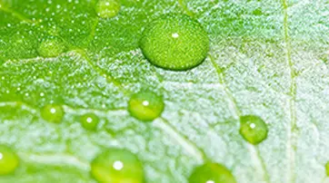 Madecassoside - Known for its nourishing and restorative properties