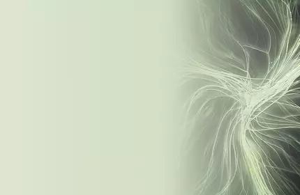 Madecassoside Skincare