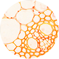 MEXORYL® XL